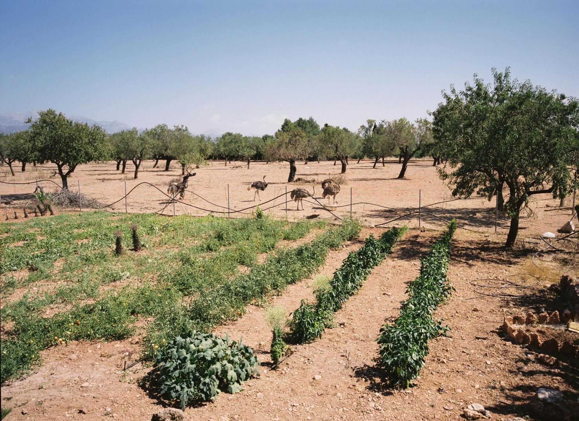 Agroturismo Es Quatre Cantons 비니살렘 외부 사진