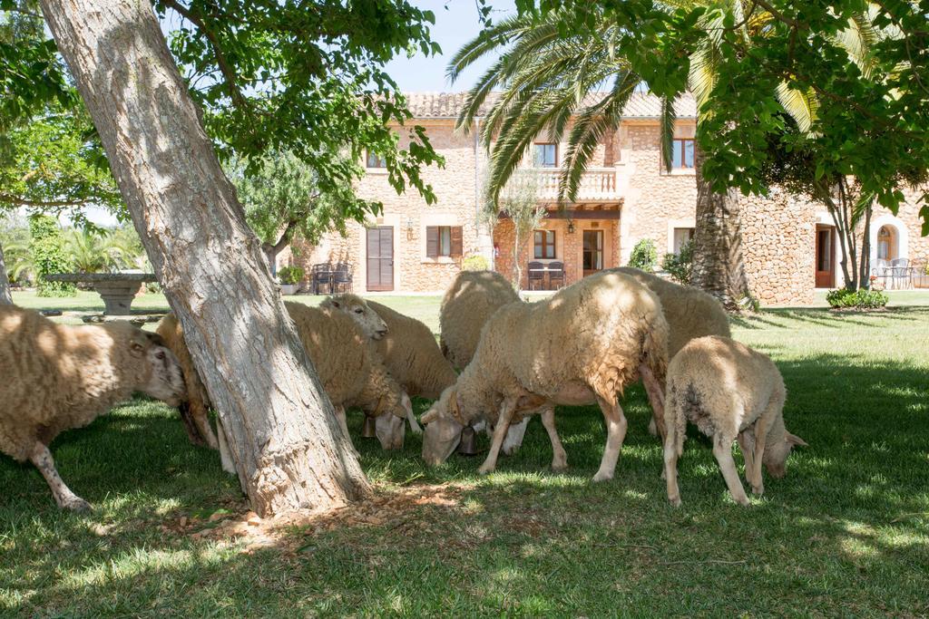 Agroturismo Es Quatre Cantons 비니살렘 외부 사진